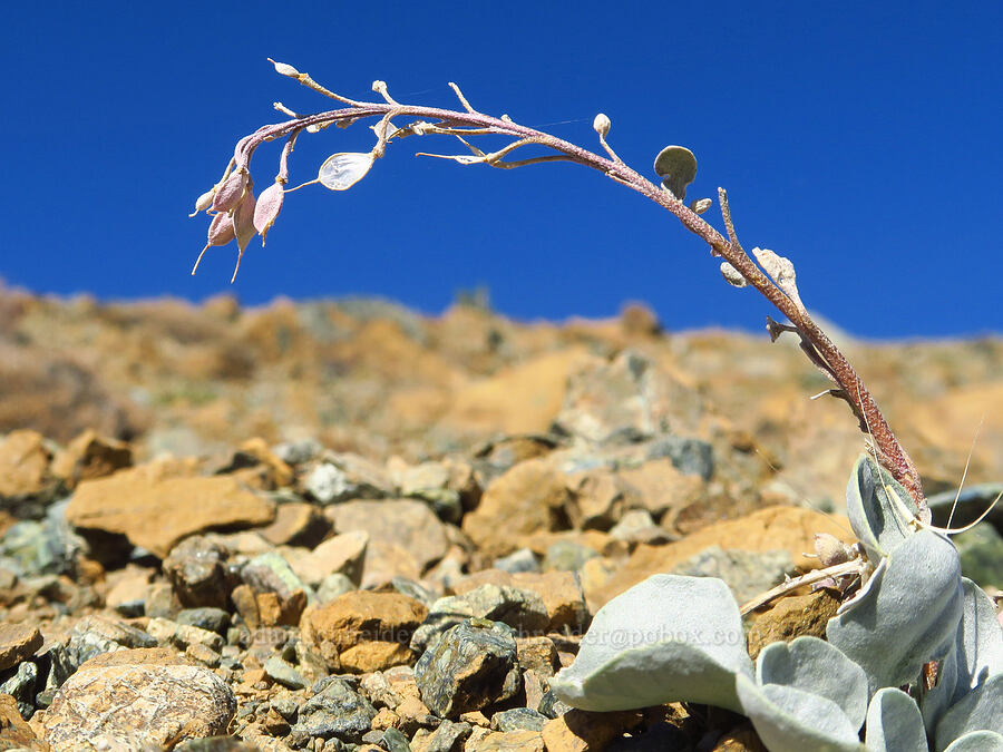 western bladder-pod, gone to seed (Physaria occidentalis ssp. occidentalis (Lesquerella occidentalis)) [Mt. Eddy Trail, Shasta-Trinity National Forest, Trinity County, California]