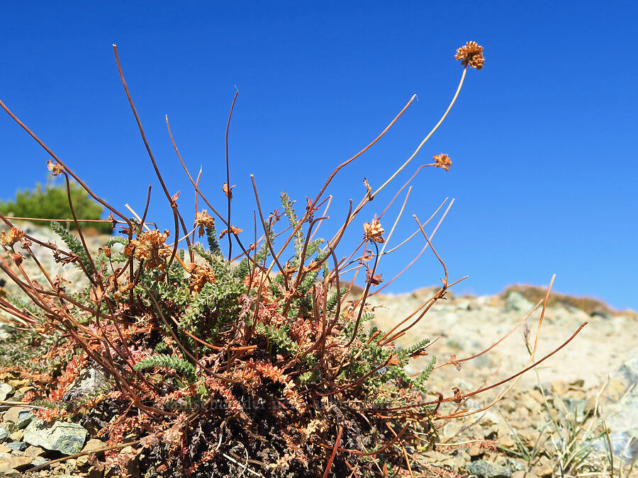 Gordon's ivesia, gone to seed (Ivesia gordonii var. ursinorum (Potentilla gordonii var. ursinorum)) [Mt. Eddy Trail, Shasta-Trinity National Forest, Trinity County, California]