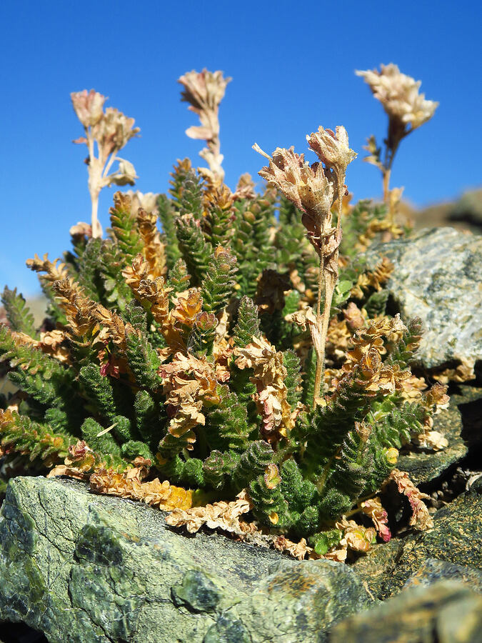 Mt. Eddy Jacob's-ladder, gone to seed (Polemonium eddyense) [summit of Mt. Eddy, Shasta-Trinity National Forest, Trinity County, California]