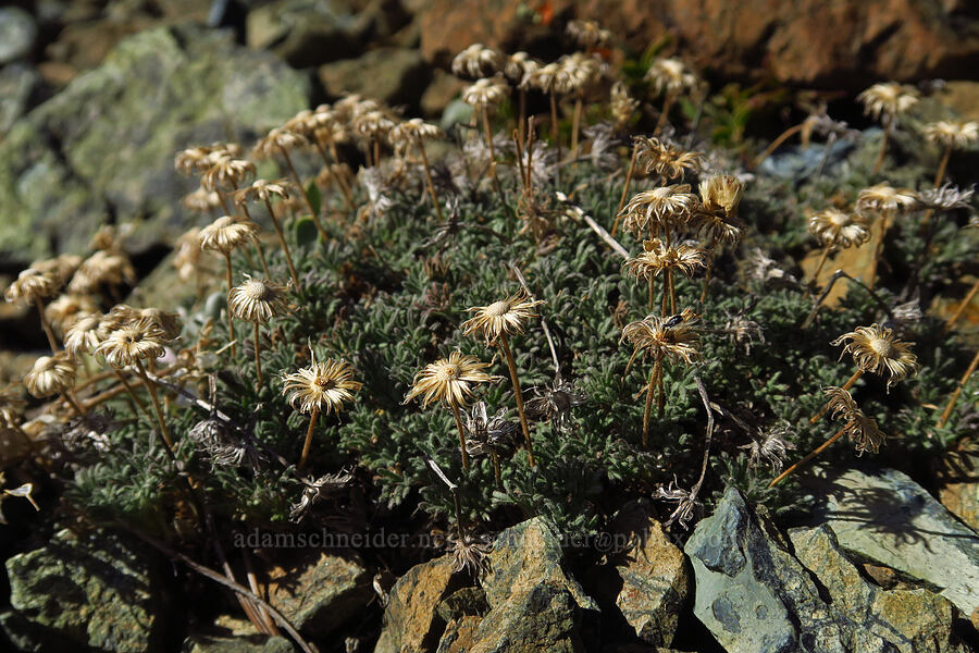 cut-leaf fleabane, gone to seed (Erigeron compositus) [summit of Mt. Eddy, Shasta-Trinity National Forest, Trinity County, California]