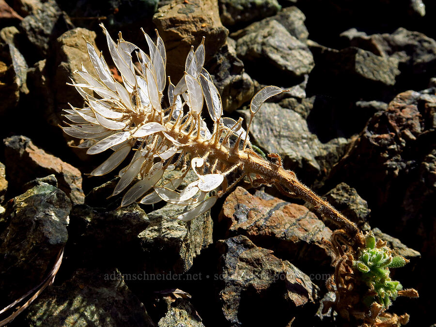 Mt. Lassen draba, gone to seed (Draba aureola) [summit of Mt. Eddy, Shasta-Trinity National Forest, Trinity County, California]