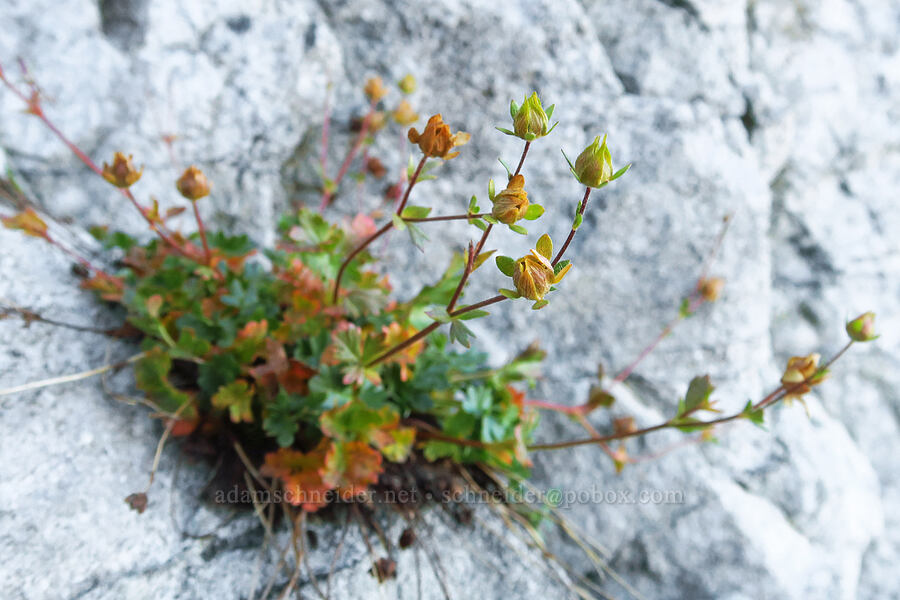 crested cinquefoil, gone to seed (Potentilla cristae) [Mt. Eddy, Shasta-Trinity National Forest, Siskiyou County, California]