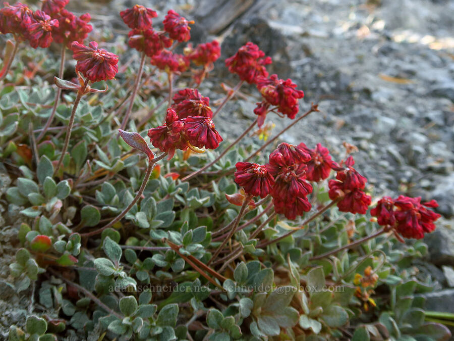 buckwheat with deep red flowers (which?) (Eriogonum sp.) [Mt. Eddy, Shasta-Trinity National Forest, Trinity County, California]