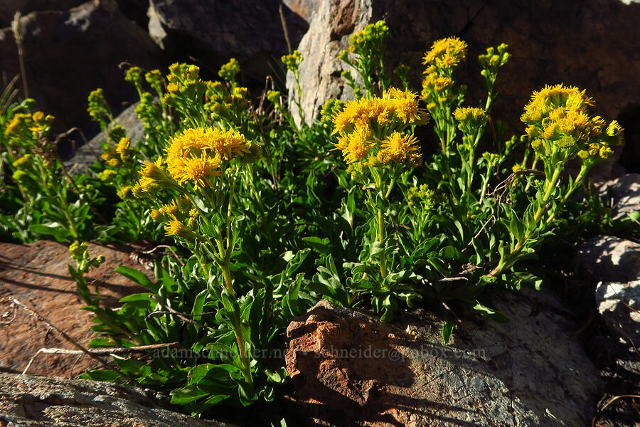 northern goldenrod (Solidago multiradiata) [Mt. Eddy, Shasta-Trinity National Forest, Trinity County, California]