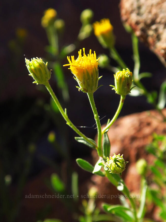 Klamath rock daisy (Erigeron petrophilus var. viscidulus) [Mt. Eddy, Shasta-Trinity National Forest, Trinity County, California]