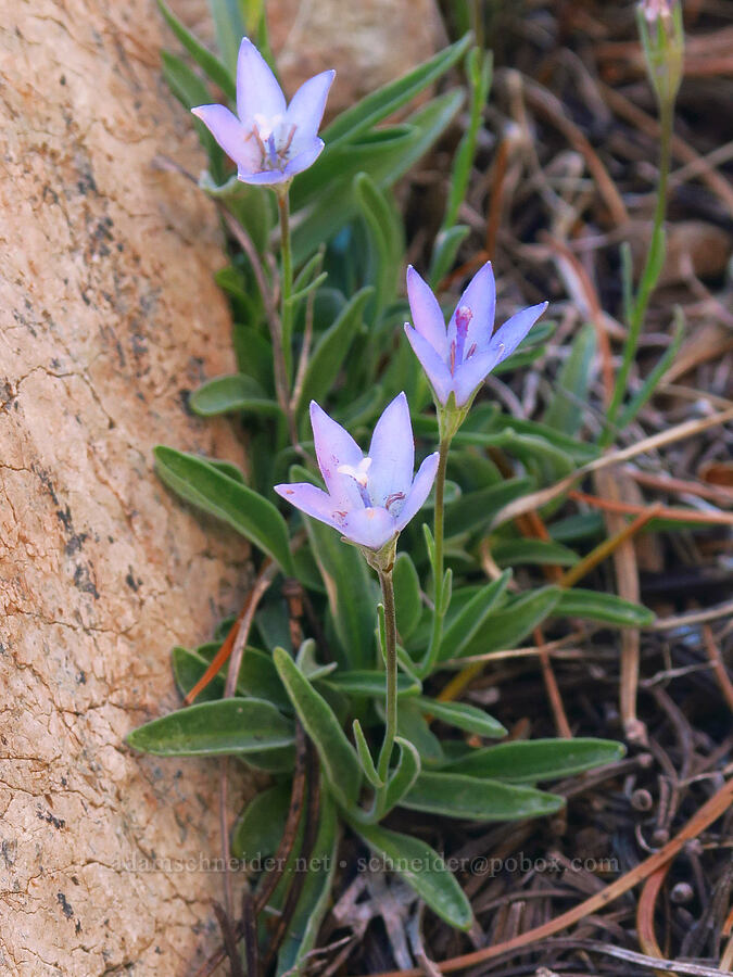 rough harebells (Campanula scabrella) [Mt. Eddy, Shasta-Trinity National Forest, Trinity County, California]