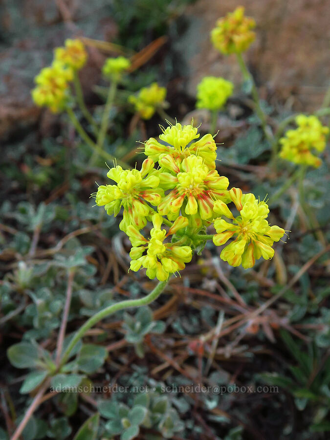 Mt. Eddy buckwheat (Eriogonum umbellatum var. humistratum) [Mt. Eddy, Shasta-Trinity National Forest, Trinity County, California]