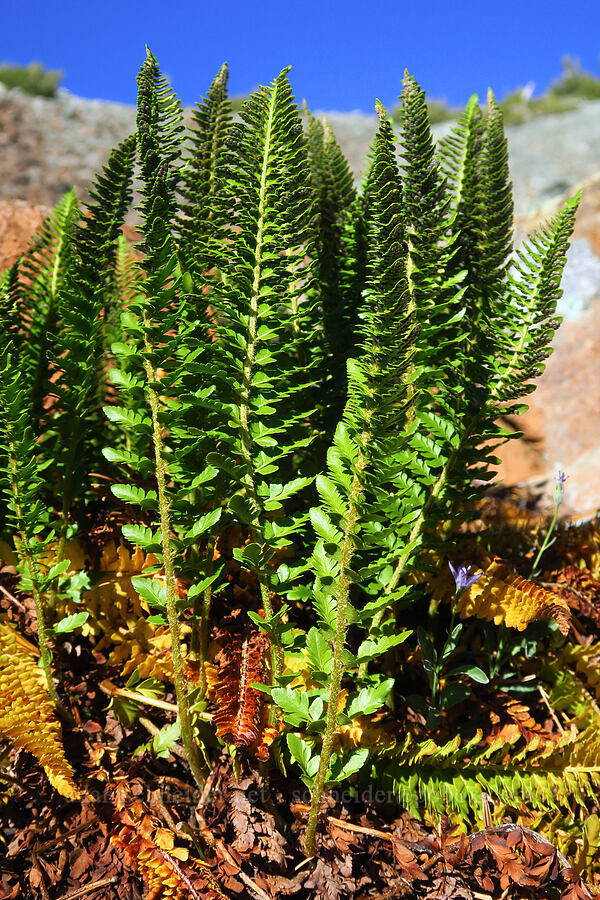 Lemmon's holly fern (Shasta fern) (Polystichum lemmonii) [Mt. Eddy, Shasta-Trinity National Forest, Trinity County, California]