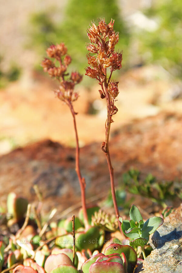 The Eddys (Kierstead's) stonecrop, gone to seed (Sedum kiersteadiae (Sedum obtusatum ssp. boreale)) [Mt. Eddy, Shasta-Trinity National Forest, Trinity County, California]