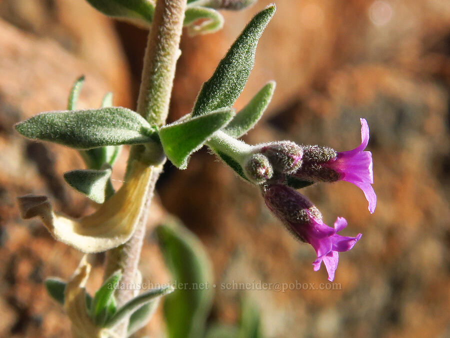 serpentine rock-cress (Boechera serpenticola) [above Deadfall Lakes, Shasta-Trinity National Forest, Trinity County, California]