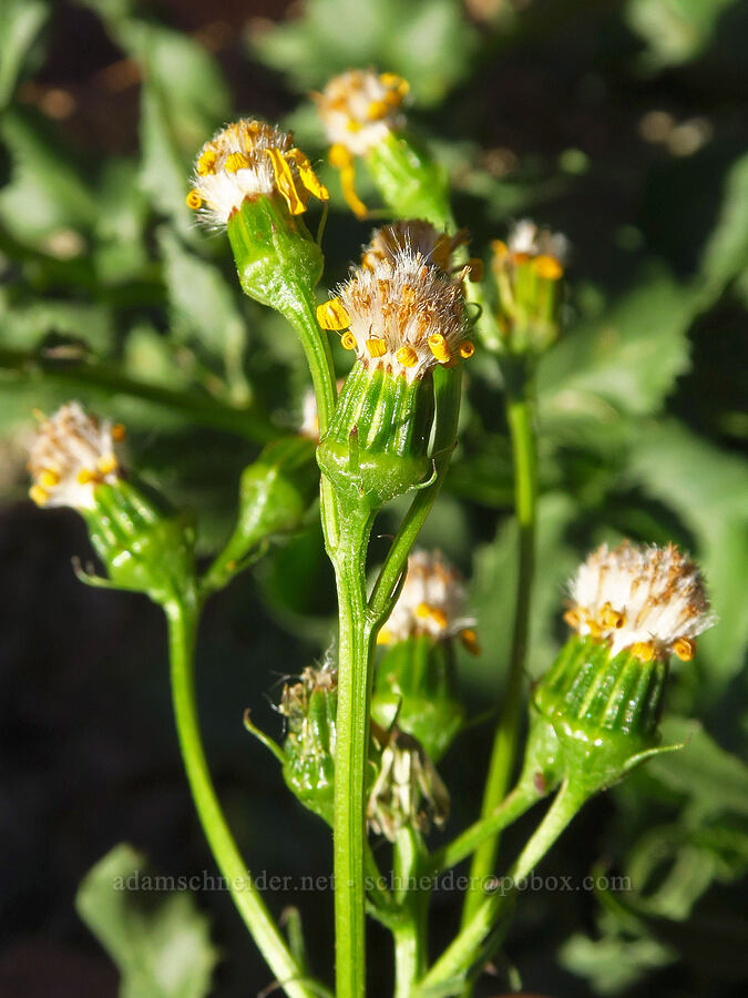 arrow-leaf groundsel, going to seed (Senecio triangularis) [Deadfall Lakes Basin, Shasta-Trinity National Forest, Trinity County, California]