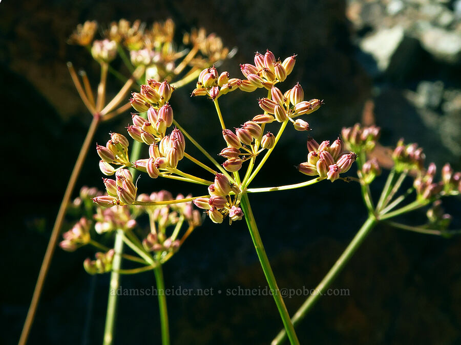 Gray's lovage fruits (Ligusticum grayi) [Deadfall Lakes Basin, Shasta-Trinity National Forest, Trinity County, California]