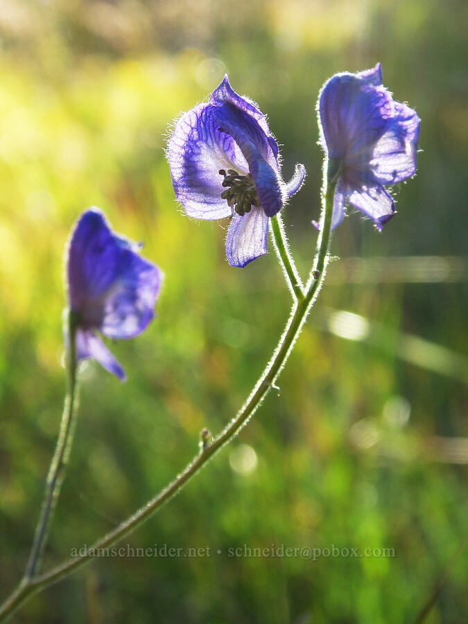 monkshood (Aconitum columbianum) [Deadfall Lakes Basin, Shasta-Trinity National Forest, Trinity County, California]