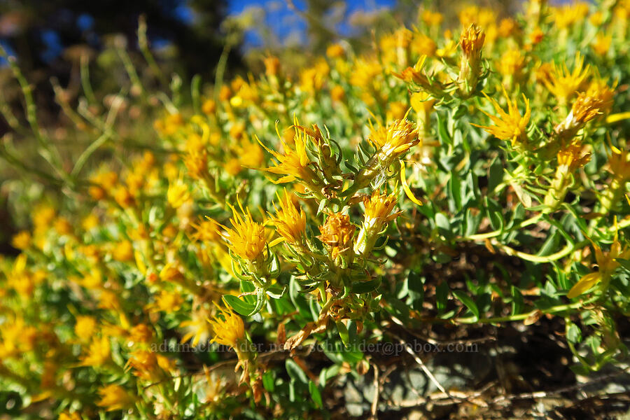 Greene's rabbitbrush (Chrysothamnus greenei (Ericameria greenei) (Haplopappus greenei)) [Deadfall Lakes Basin, Shasta-Trinity National Forest, Trinity County, California]