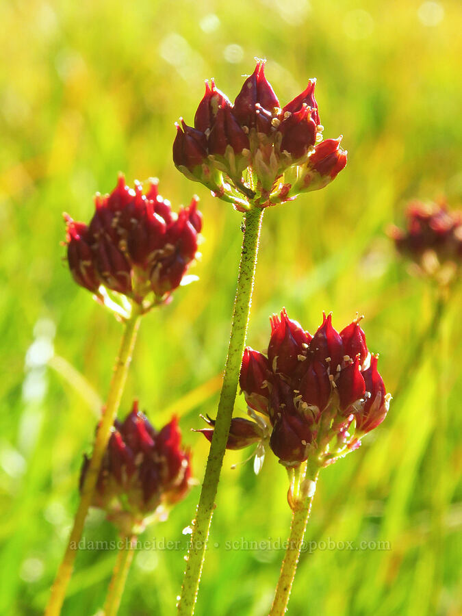 western false asphodel, going to seed (Triantha occidentalis (Tofieldia glutinosa var. occidentalis)) [Deadfall Lakes Trail, Shasta-Trinity National Forest, Trinity County, California]