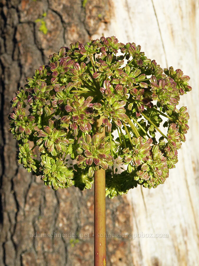 woolly angelica, going to seed (Angelica tomentosa) [Deadfall Lakes Trail, Shasta-Trinity National Forest, Trinity County, California]