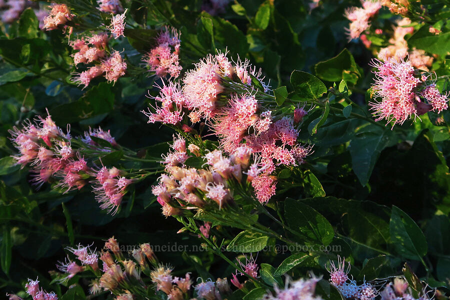 western snakeroot (Ageratina occidentalis (Eupatorium occidentale)) [Pacific Crest Trail, Shasta-Trinity National Forest, Trinity County, California]