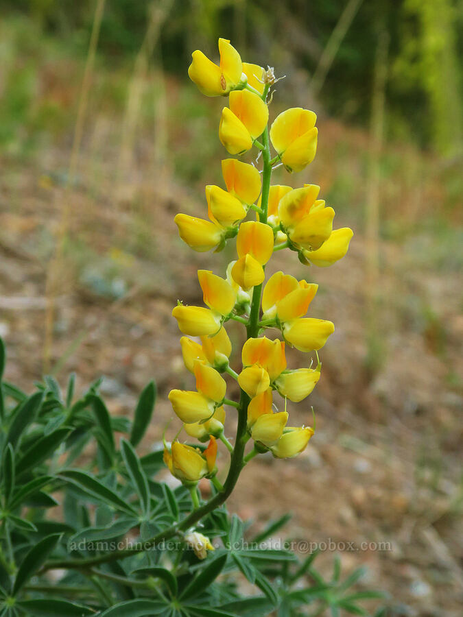 Mt. Eddy lupine (Lupinus croceus) [above Deadfall Meadows, Shasta-Trinity National Forest, Trinity County, California]