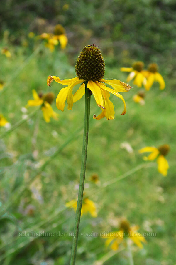 Klamath coneflower (Rudbeckia klamathensis (Rudbeckia californica var. intermedia)) [above Deadfall Meadows, Shasta-Trinity National Forest, Trinity County, California]