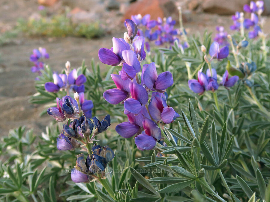 satin lupine (Lupinus obtusilobus) [Old Ski Bowl, Shasta-Trinity National Forest, Siskiyou County, California]