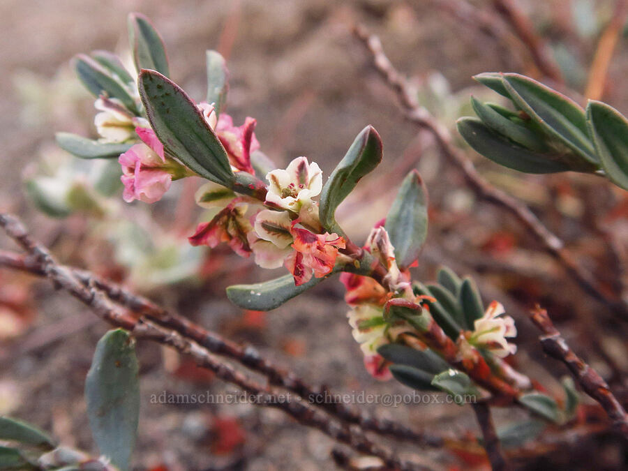 Shasta knotweed (Polygonum shastense) [Old Ski Bowl, Shasta-Trinity National Forest, Siskiyou County, California]