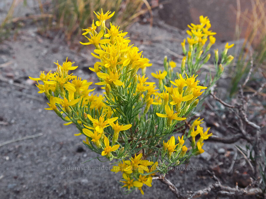 Bloomer's goldenweed/rabbitbrush (Ericameria bloomeri (Haplopappus bloomeri)) [Old Ski Bowl, Shasta-Trinity National Forest, Siskiyou County, California]