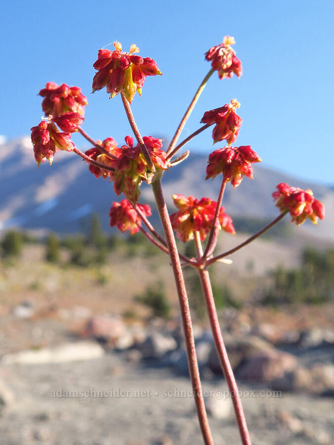 female marum-leaf buckwheat (Eriogonum marifolium) [South Gate Meadow Trail, Shasta-Trinity National Forest, Siskiyou County, California]