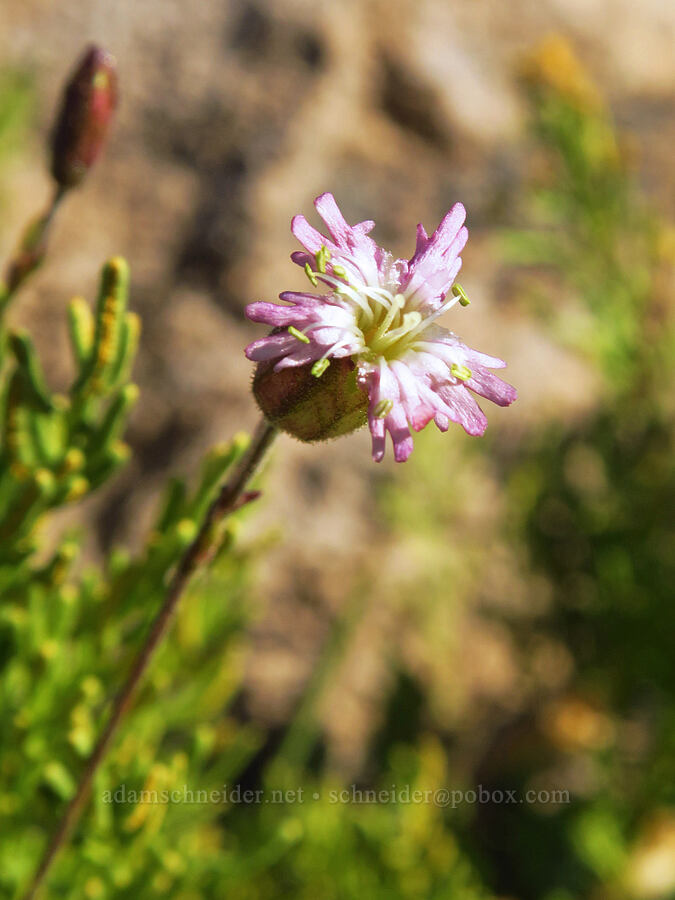 Gray's catchfly (Silene grayi) [South Gate Meadow Trail, Shasta-Trinity National Forest, Siskiyou County, California]