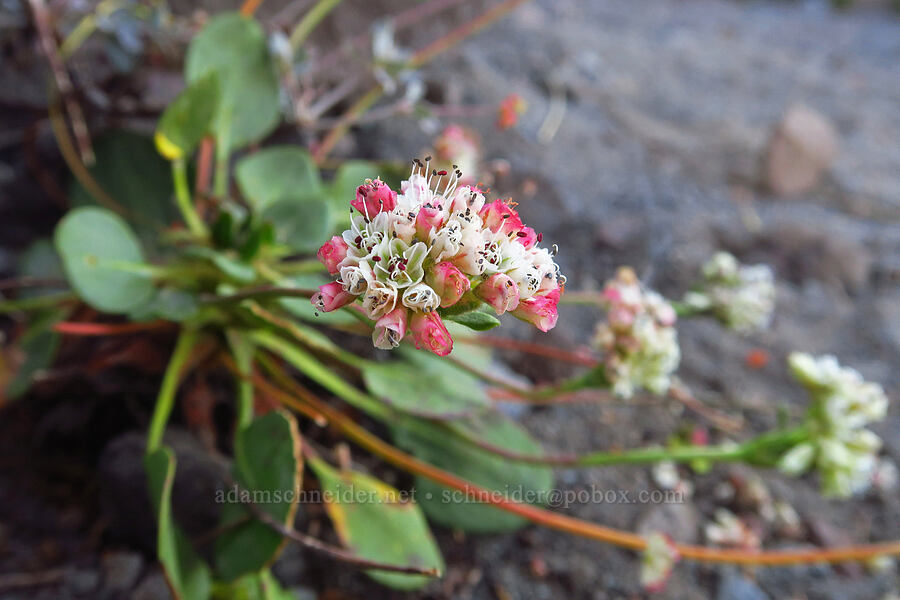 alpine buckwheat (Eriogonum pyrolifolium) [South Gate Meadow Trail, Shasta-Trinity National Forest, Siskiyou County, California]