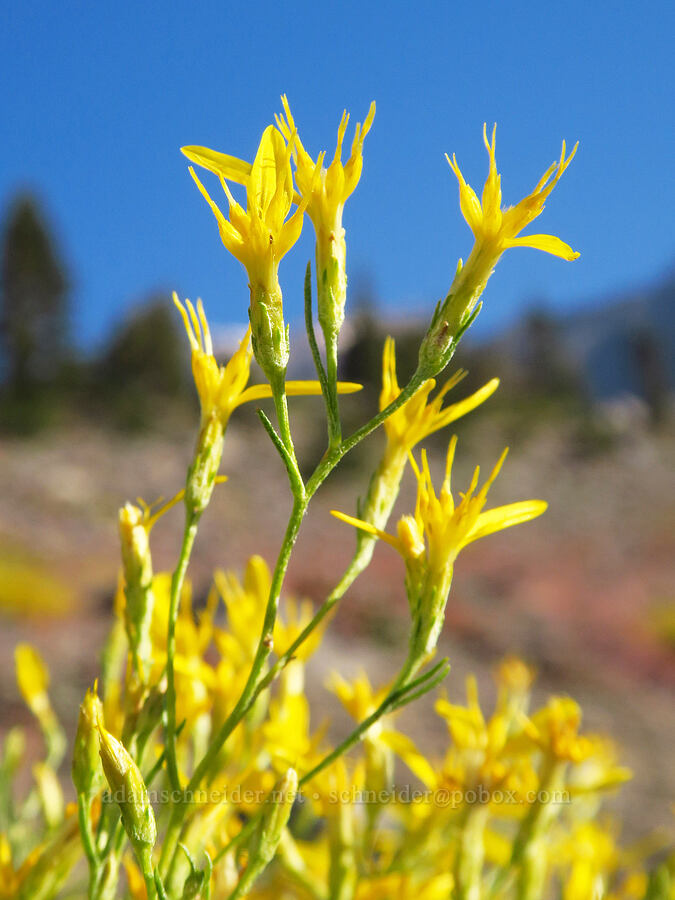 Bloomer's goldenweed/rabbitbrush (Ericameria bloomeri (Haplopappus bloomeri)) [South Gate Meadow Trail, Shasta-Trinity National Forest, Siskiyou County, California]