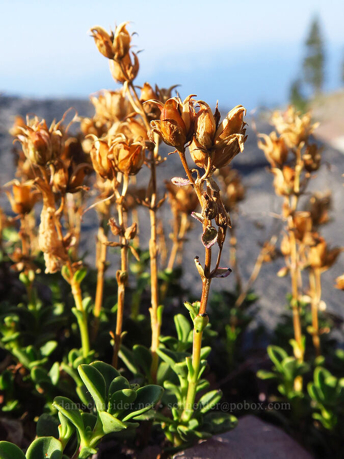 Davidson's penstemon, gone to seed (Penstemon davidsonii) [South Gate Meadow Trail, Shasta-Trinity National Forest, Siskiyou County, California]