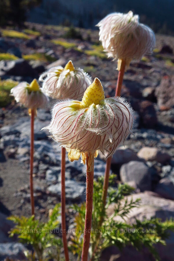 western pasqueflower seed heads (Anemone occidentalis (Pulsatilla occidentalis)) [South Gate Meadow Trail, Shasta-Trinity National Forest, Siskiyou County, California]