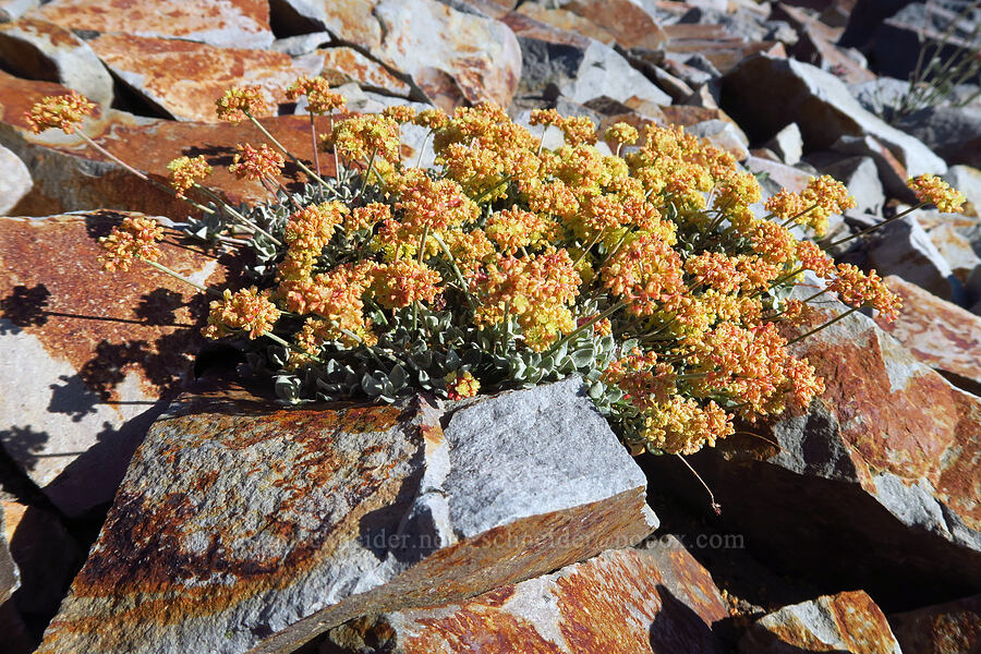 male marum-leaf buckwheat (Eriogonum marifolium) [South Gate Meadow Trail, Mount Shasta Wilderness, Siskiyou County, California]