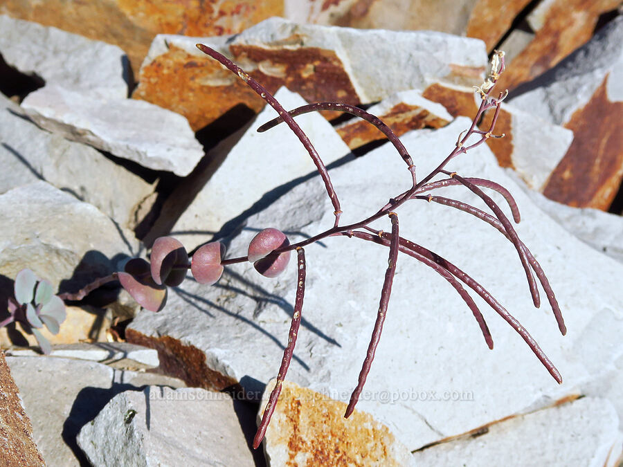 mountain jewel-flower, gone to seed (Streptanthus tortuosus) [South Gate Meadow Trail, Mount Shasta Wilderness, Siskiyou County, California]