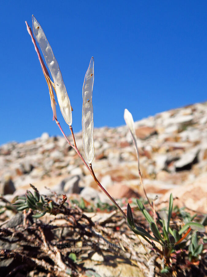 Howell's rock-cress, gone to seed (Boechera howellii (Arabis platysperma var. howellii)) [South Gate Meadow Trail, Mount Shasta Wilderness, Siskiyou County, California]