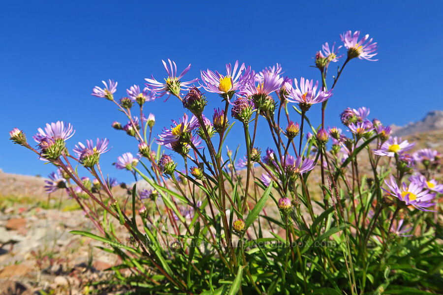 western mountain asters (Symphyotrichum spathulatum (Aster occidentalis)) [South Gate Meadow Trail, Mount Shasta Wilderness, Siskiyou County, California]