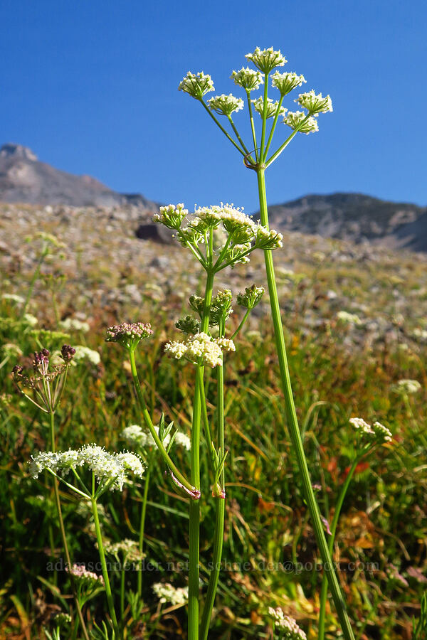 Gray's lovage (Ligusticum grayi) [Hummingbird Meadow, Mount Shasta Wilderness, Siskiyou County, California]