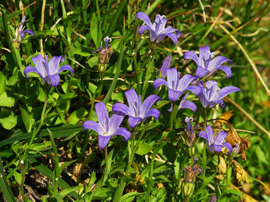 Wilkins' harebell (Smithiastrum wilkinsianum (Campanula wilkinsiana)) [Hummingbird Meadow, Mount Shasta Wilderness, Siskiyou County, California]