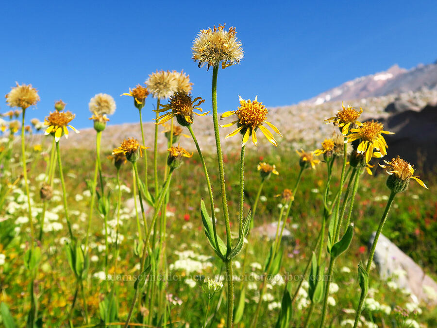 hairy arnica (Arnica mollis) [Hummingbird Meadow, Mount Shasta Wilderness, Siskiyou County, California]