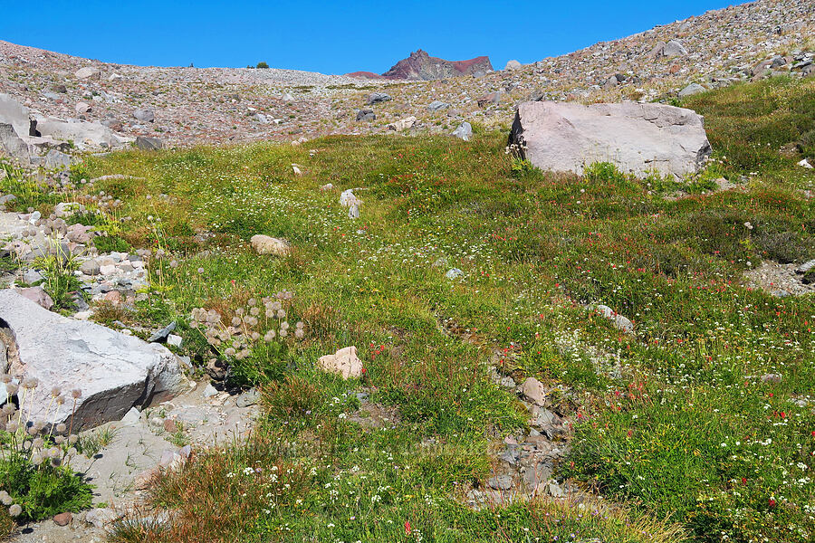 wildflowers [Hummingbird Meadow, Mount Shasta Wilderness, Siskiyou County, California]