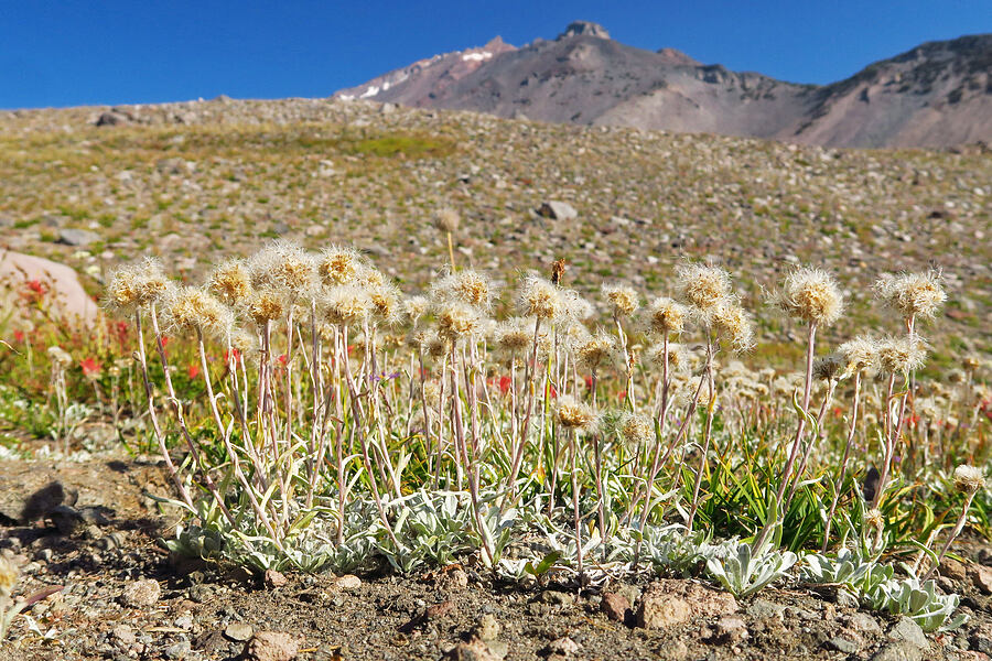 alpine pussy-toes, gone to seed (Antennaria media) [Hummingbird Meadow, Mount Shasta Wilderness, Siskiyou County, California]