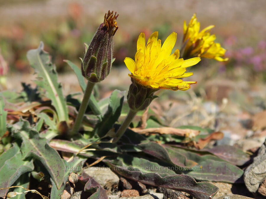 mountain agoseris (Agoseris monticola (Agoseris glauca var. monticola)) [South Gate Meadow Trail, Mount Shasta Wilderness, Siskiyou County, California]