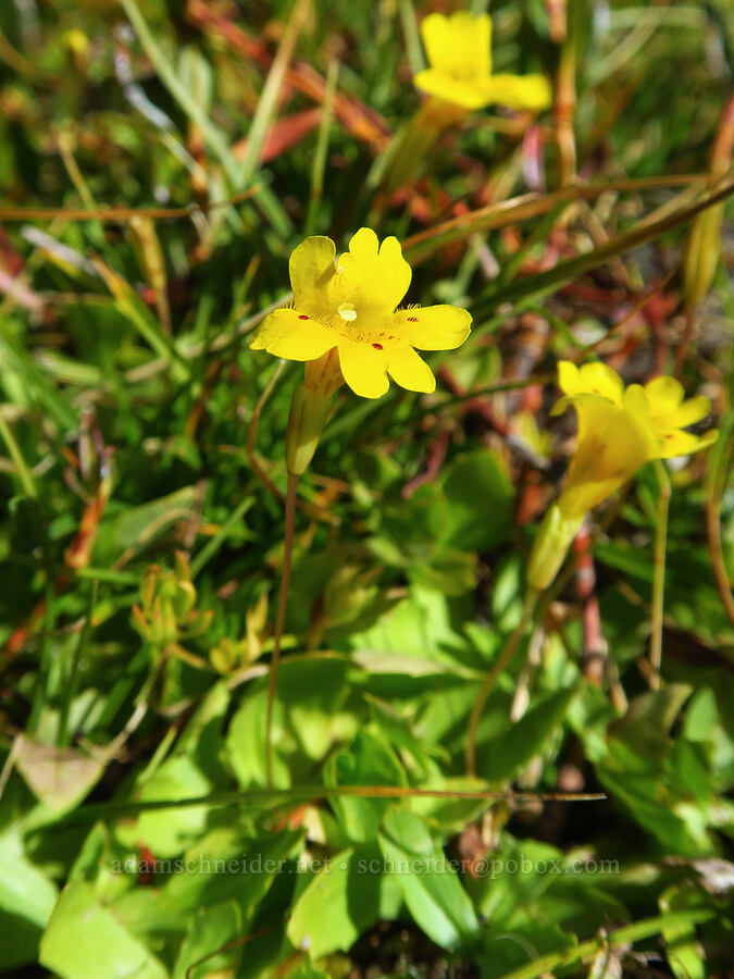 primrose monkeyflower (Erythranthe primuloides (Mimulus primuloides)) [South Gate Meadows, Mount Shasta Wilderness, Siskiyou County, California]