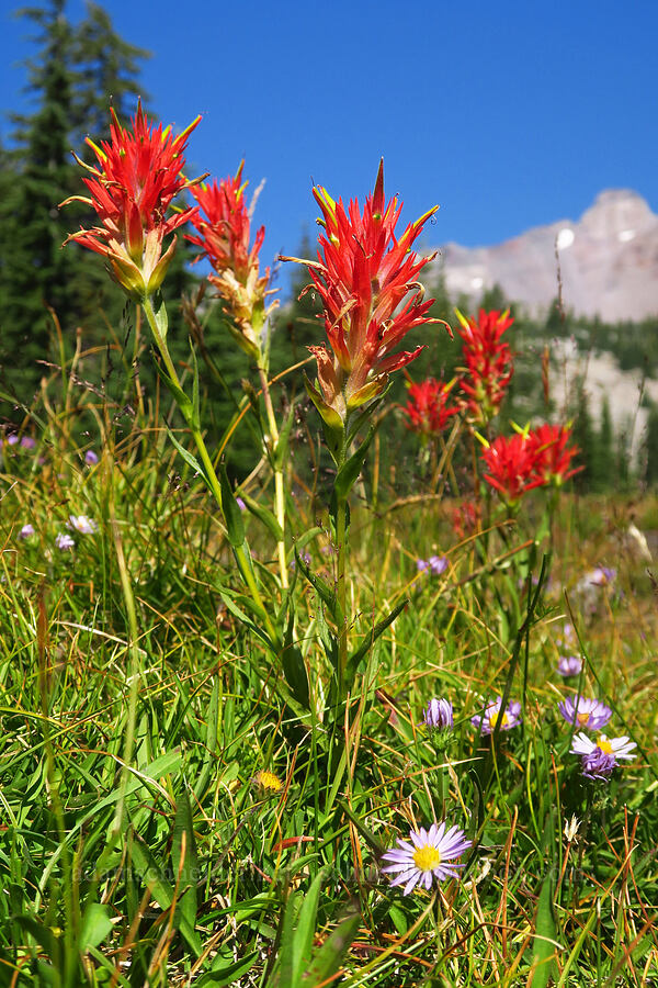 scarlet paintbrush & asters (Castilleja miniata, Symphyotrichum sp. (Aster sp.)) [South Gate Meadows, Mount Shasta Wilderness, Siskiyou County, California]