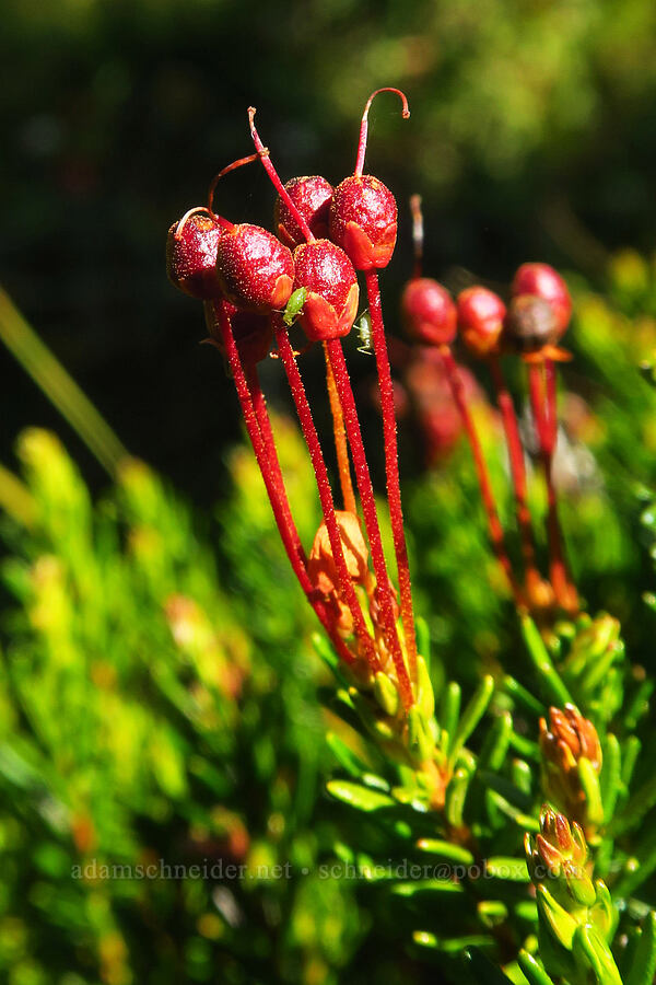 pink mountain heather, going to seed (Phyllodoce empetriformis) [South Gate Meadows, Mount Shasta Wilderness, Siskiyou County, California]