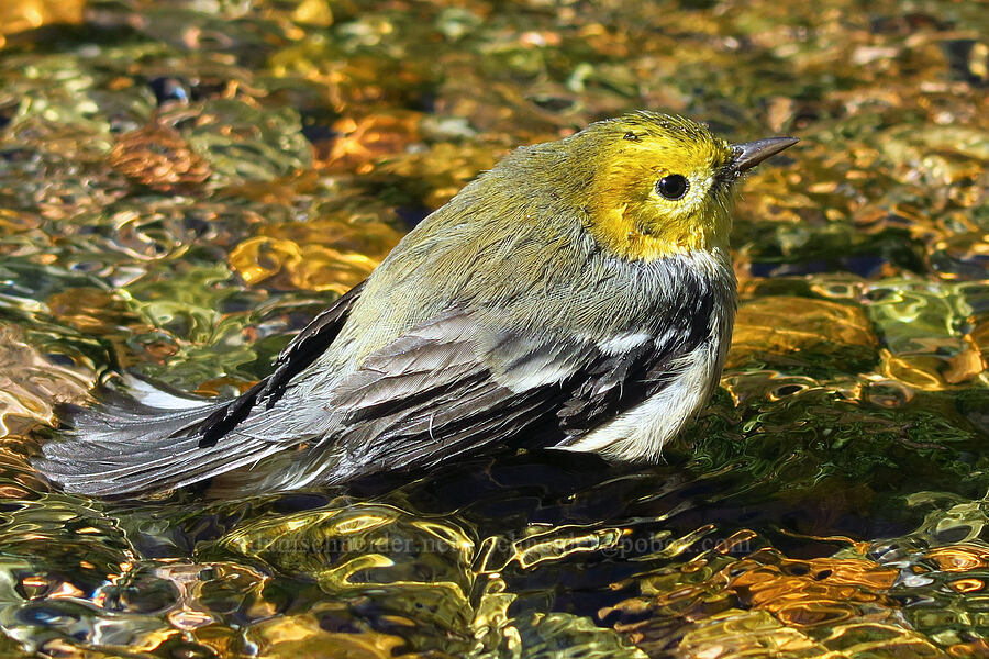 hermit warbler (Setophaga occidentalis) [South Gate Meadows, Mount Shasta Wilderness, Siskiyou County, California]