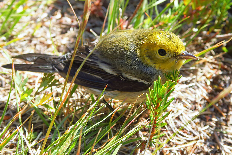 hermit warbler (Setophaga occidentalis) [South Gate Meadows, Mount Shasta Wilderness, Siskiyou County, California]