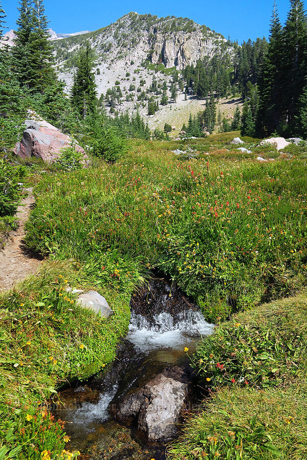 wildflowers & Yét Atwam Creek [South Gate Meadows, Mount Shasta Wilderness, Siskiyou County, California]