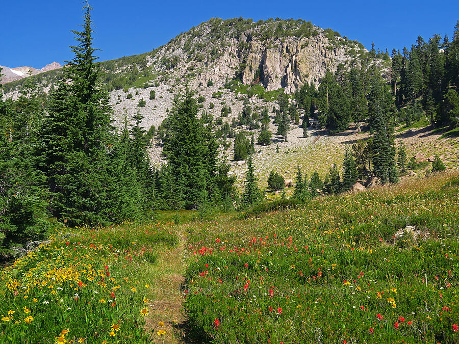 wildflowers & Peak 8809 [South Gate Meadows, Mount Shasta Wilderness, Siskiyou County, California]