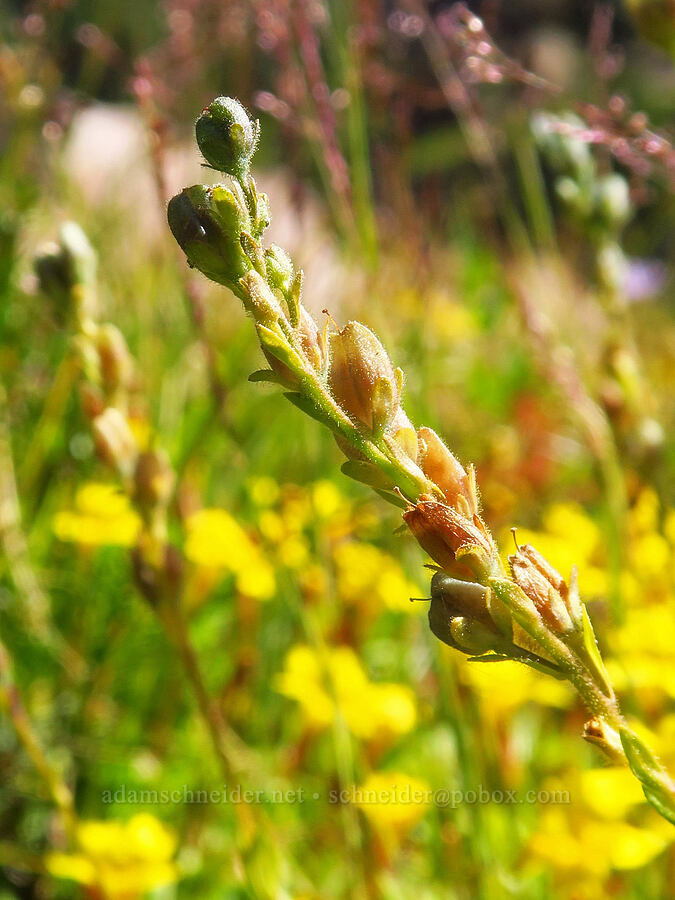 alpine speedwell, going to seed (Veronica wormskjoldii) [South Gate Meadows, Mount Shasta Wilderness, Siskiyou County, California]